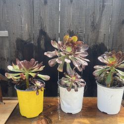 Colorful Aeonium Succulents 