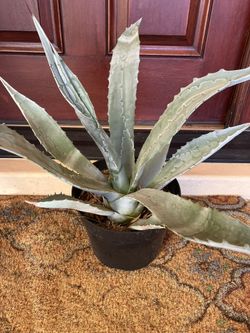 Blue Agave - Agave Americana 