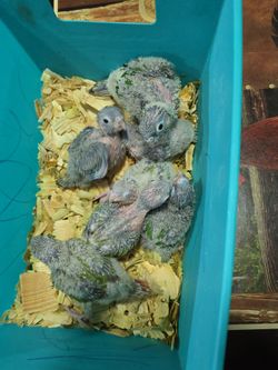 Parrot Baby