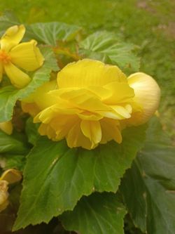 Yellow begonia hanging basket