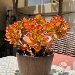 Beautiful Red Jade Plant On Ceramic Pot