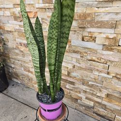 Snake Plant 