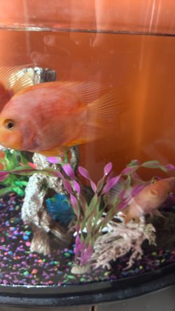 Fish Tank