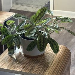 Calathea Prayer Hand Plant 