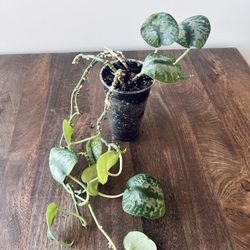 Scindapsus pictus silver splash