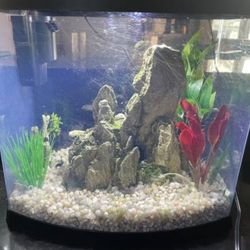 Bowfront Aquarium 
