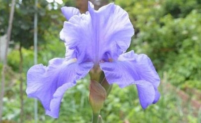 10 Large Rhizomes Purple Iris