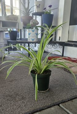 Spider Plant