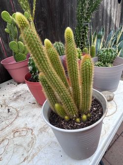 Golden rat tail plant