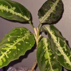 Tricolor Pictum