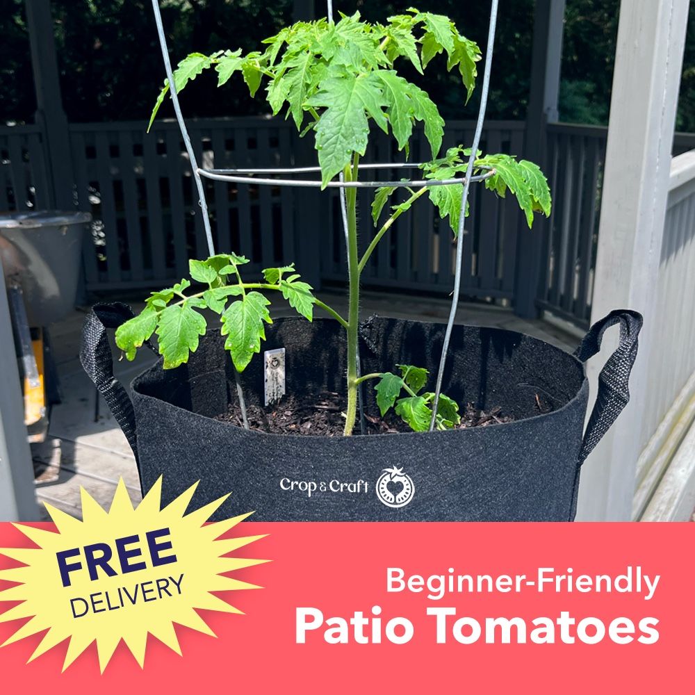 Patio Tomato Plants Delivered FREE!!!