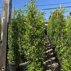 Ficus Nitida Privacy Hedge