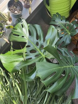 Monstera