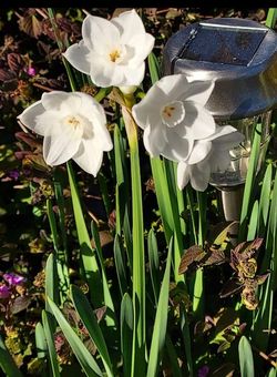 Narcissus Bulbs
