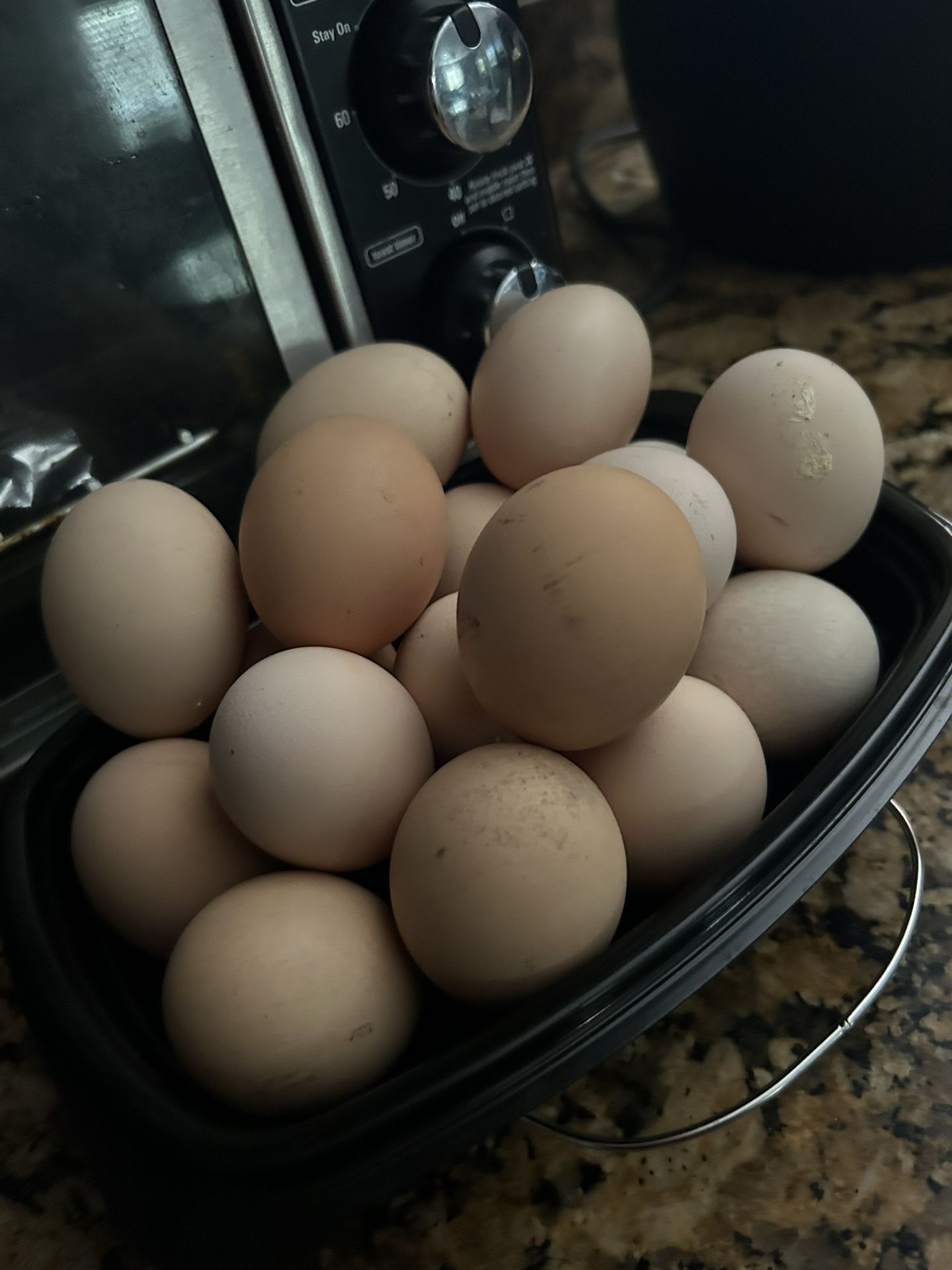 Fertlized and “live” eggs. 🐥🐣