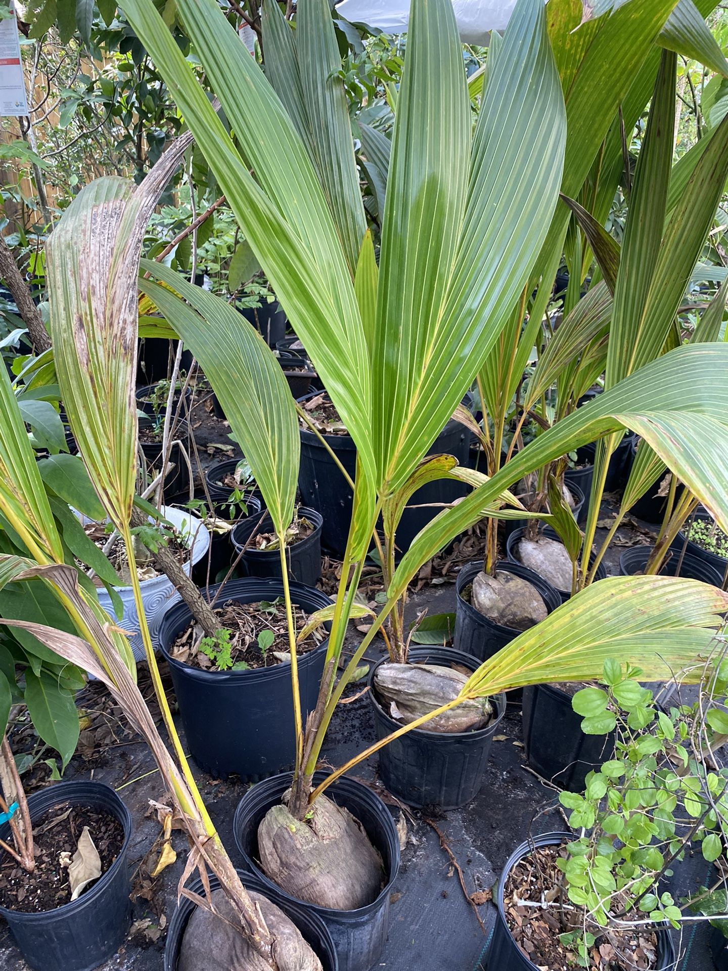 Coconut Palm Tree