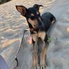Leila