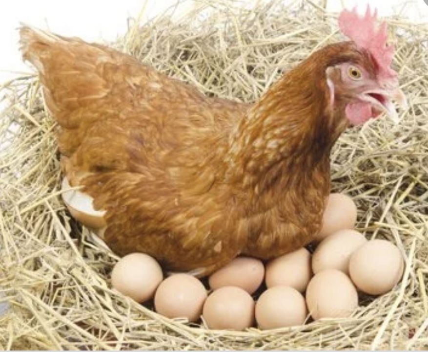 Fresh Eggs Daily