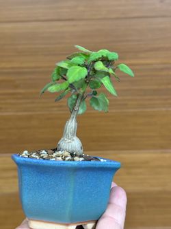 Bonsai menta