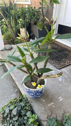 White and yellow plumeria