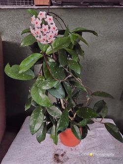 Hoya Carnosa Live Plant in Bloom