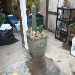 Cactus Plant With Vase 