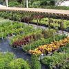 Tropical gardens Nursery