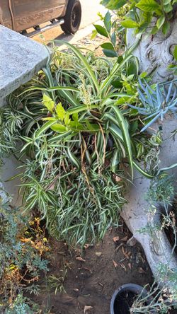 Big spider plant