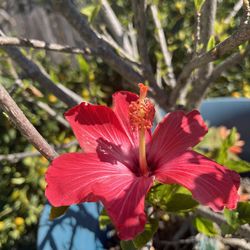 Hibiscus