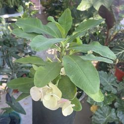 Crown Of Thorns King Of Yellow Beauty