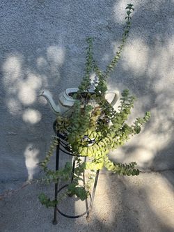 String Of Buttons Plant