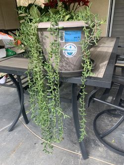 Plants