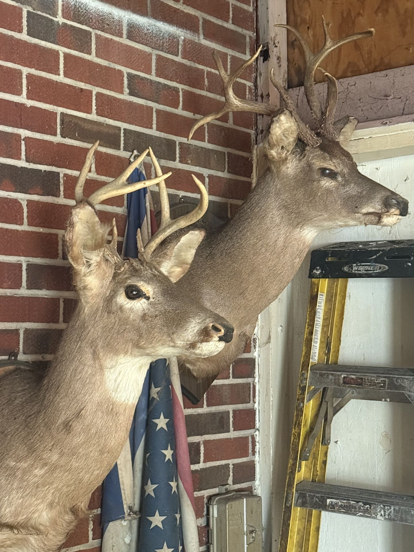 Taxidermy White Tail Bucks