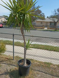 Three-headed yucca tree plant