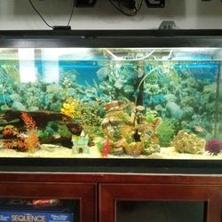 55 Gal Fish Tank