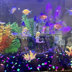 Fish Tank -with Fish And Accessories