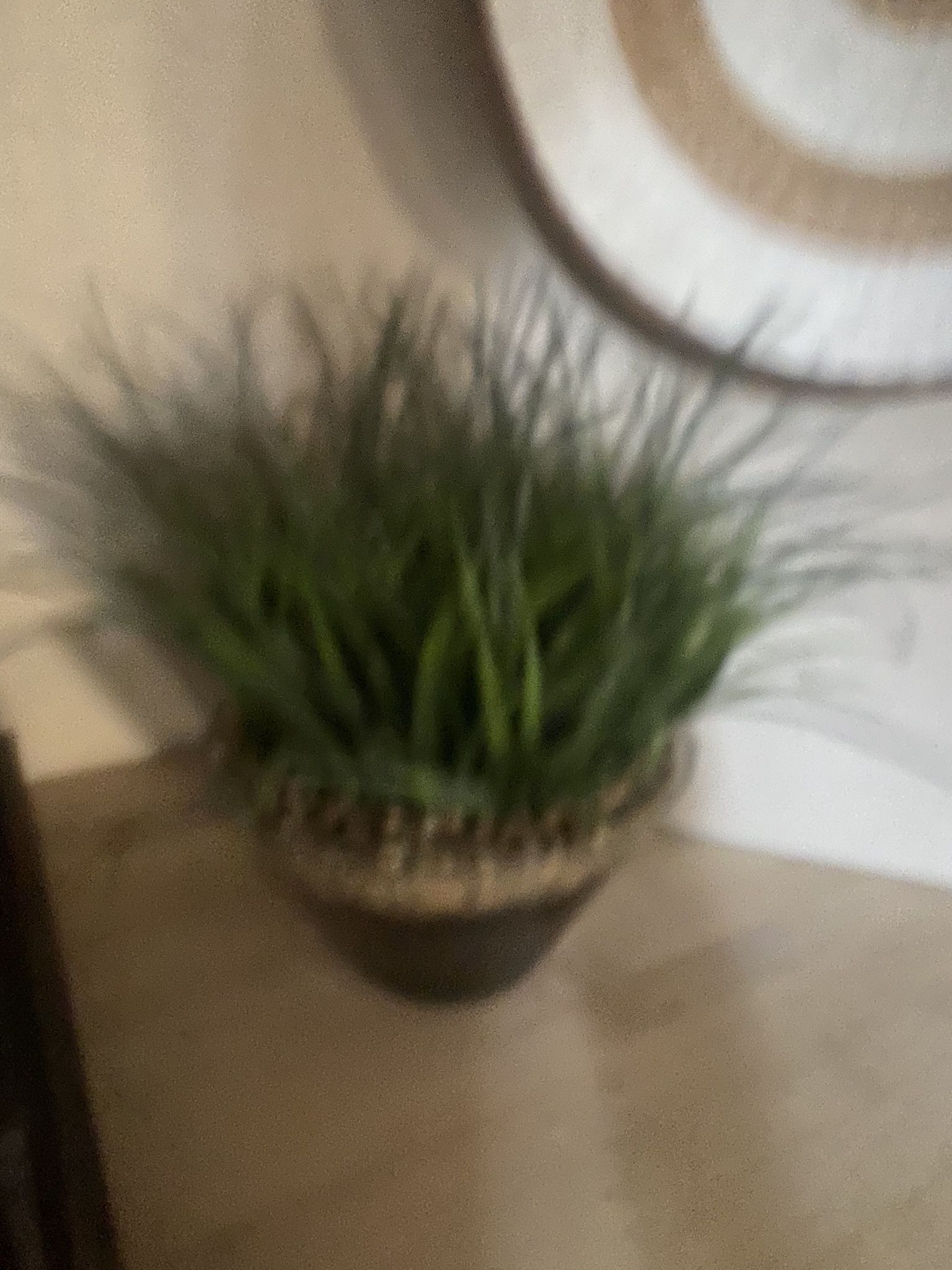 Fake Plant 