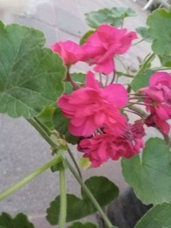 Malva