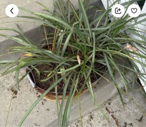 Free plants