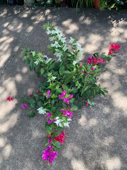 Bougainvillea mix  3 colors