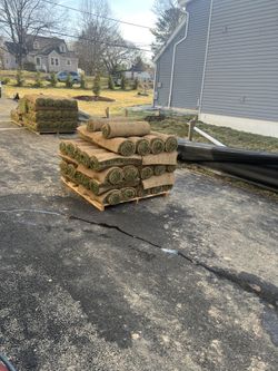 Fresh Sod Cut Every Mornig 