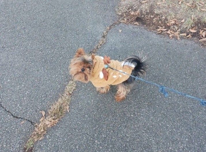 I'll walk your dog!