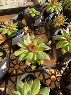 Hens and Chicks succulent cold hardy!