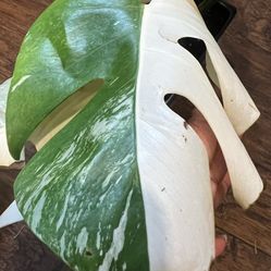 Variegated Monstera Albo Half Moon Plant Cutting (pls Read Description Below)