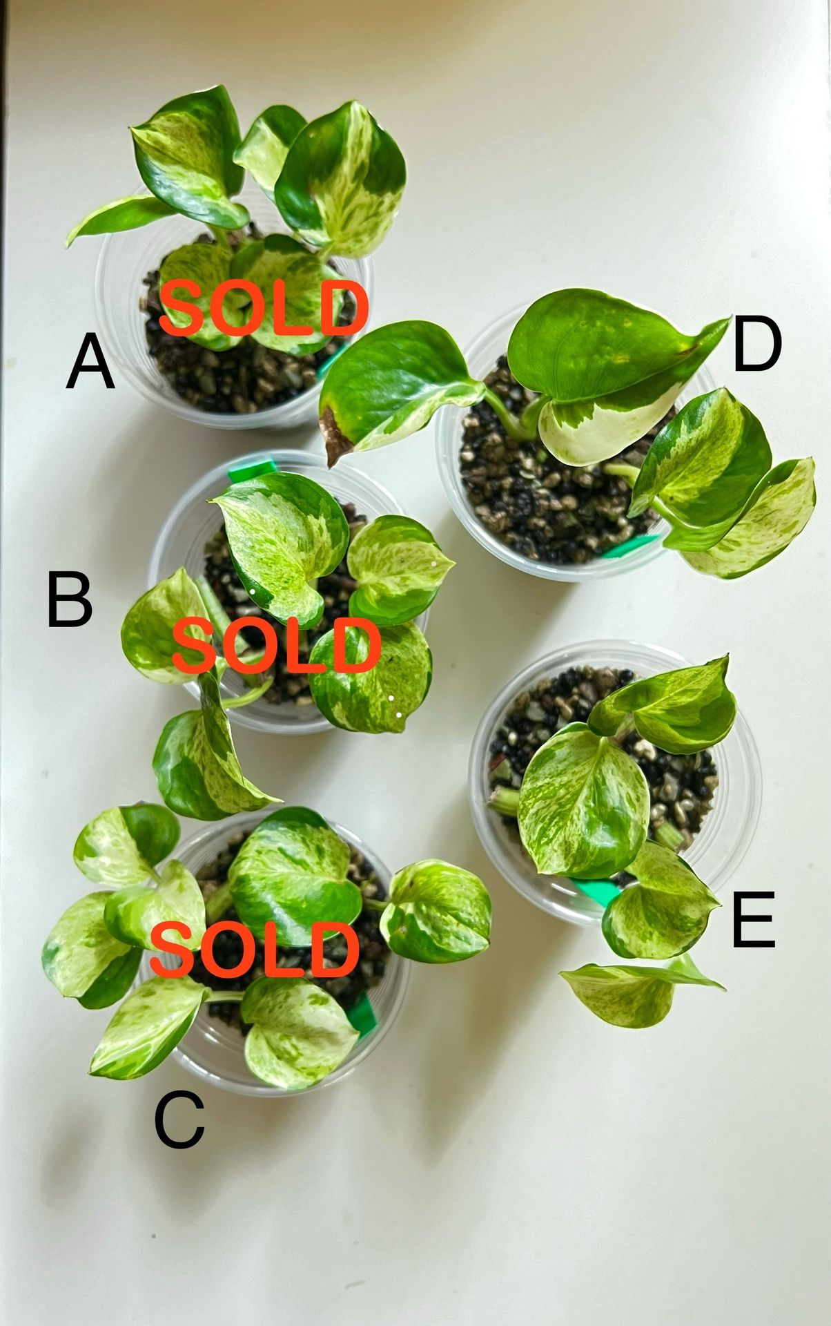 Manjula Pothos