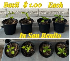 Plants , Basil plants for sale