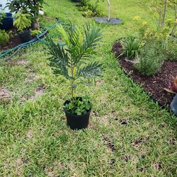 Japanese fern