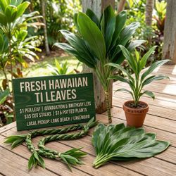 Fresh Hawaiian Ti  leaves DA GREEN ONE!