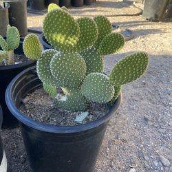 Bunny Ear Cactus