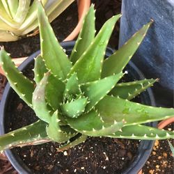 T-Rex Aloe Plant 